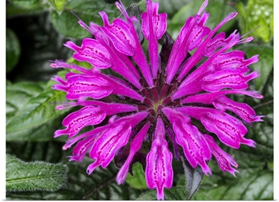 Close-Up Of A Bee Balm Flower