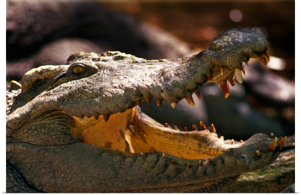 Close-up of an aligator with his mouth open.
