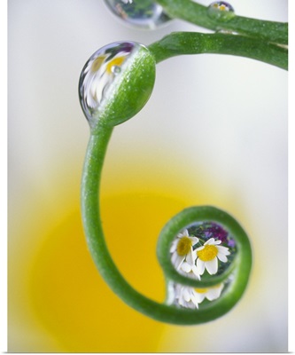 Close-up of dew drops on curved pea tendril reflecting daisy flowers in background
