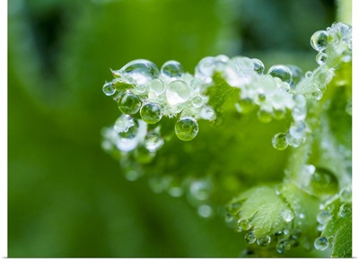 Close-Up Of Dewdrops On A Green Leaf In A Garden