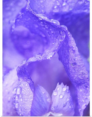 Close-Up Of Dewdrops On A Purple Iris