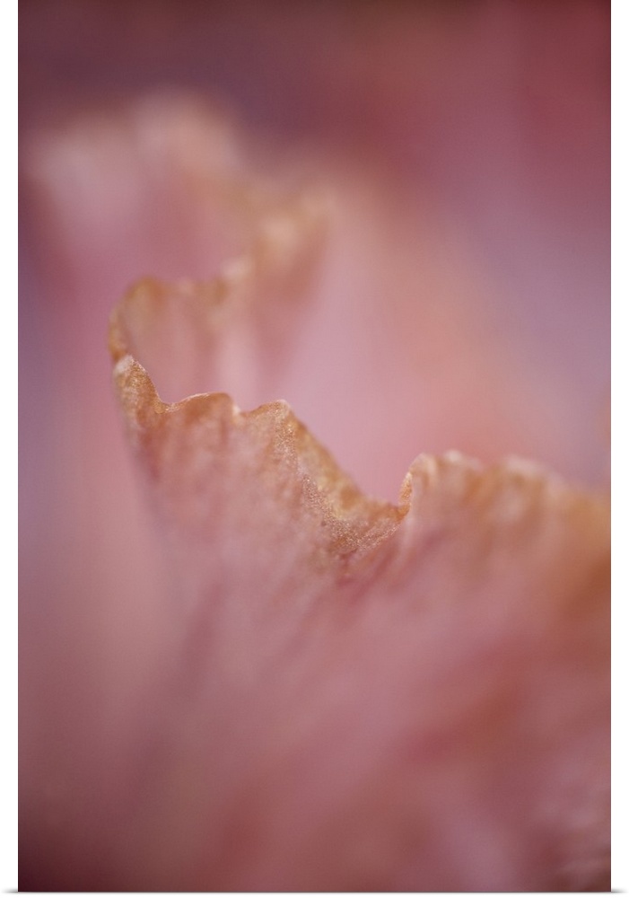 Close-up of edge of hybrid Bearded Iris petal