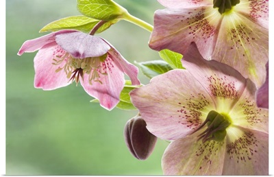 Close-up of hellebore flowers and bud