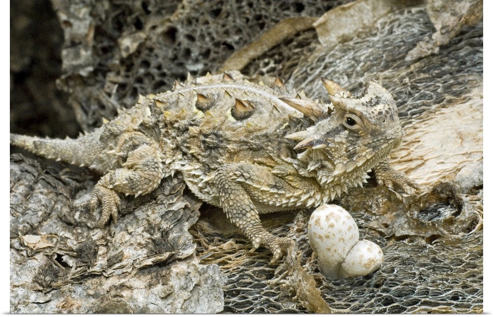 USA, Texas, Rio Grande Valley. Close-up of horned lizard camouflaged by environment.