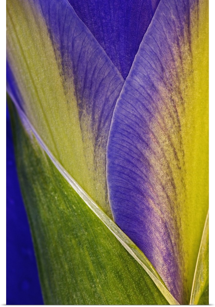 Close-up of Iris blossom.