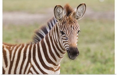 Close-up of newborn zebra colt, head and shoulders