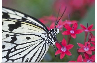 Close-up of Paper Kite Butterfly on flower