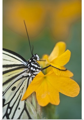 Close-up of paper kite butterfly on flower