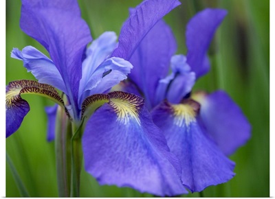 Close-Up Of Purple Iris Flowers Blooming Outdoors
