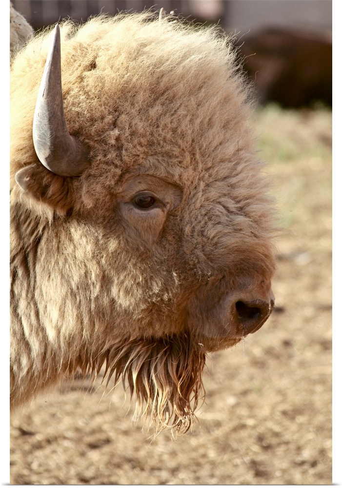 Santa Fe, New Mexico, United States.  Rare white buffalo. Sacred to Native Americans. PR