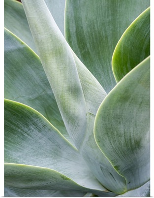 Close-Up Of The Tropical Agave Plant