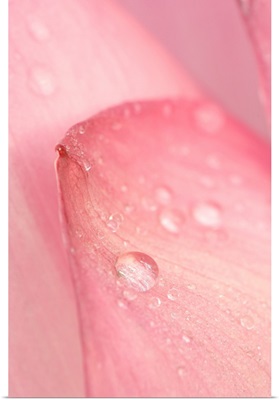Close-up of tip of pink petal of a lotus with dew drops