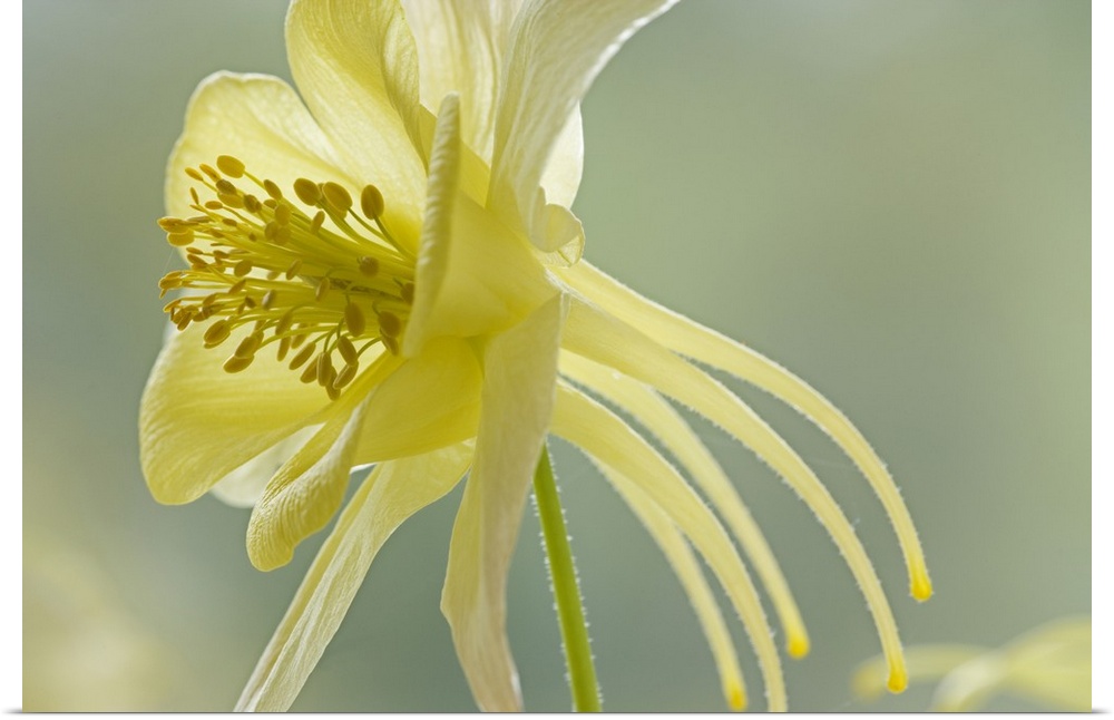Close-up of yellow columbine flower.