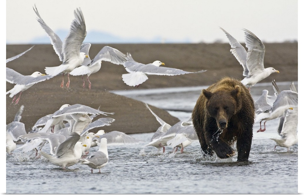 A Coastal Brown Bear fishing for salmon while surrounded by Glacous-Winged Gulls at Silver Salmon Creek, Lake Clark Nation...