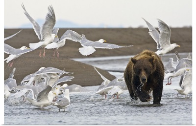 Coastal Brown Bear surrounded by Glacous-winged Gulls at Silver Salmon Creek