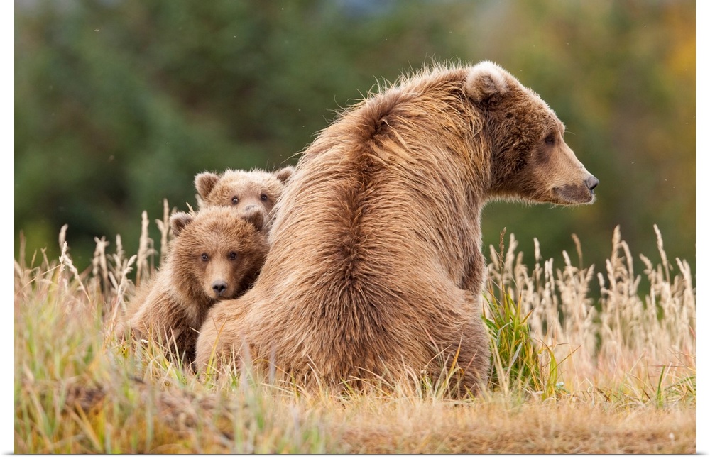 Coastal Grizzly Sow With Her Spring Cubs At Hallo Bay, Katmai National Park, Alaska.