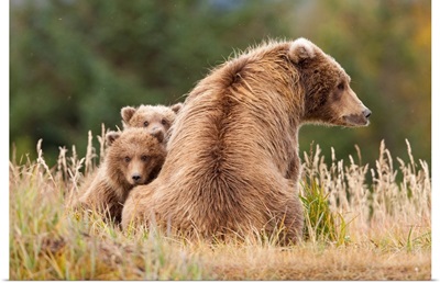 Coastal Grizzly Sow With Her Spring Cubs At Hallo Bay, Katmai National Park, Alaska
