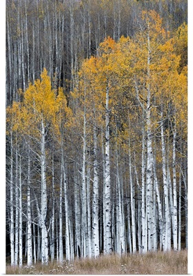 Colorado. A stand of autumn yellow aspen in the Uncompahgre National Forest