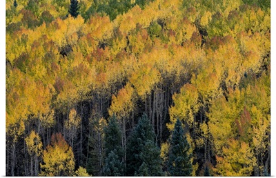 Colorado. Autumn yellow aspen, fir trees, Uncompahgre National Forest