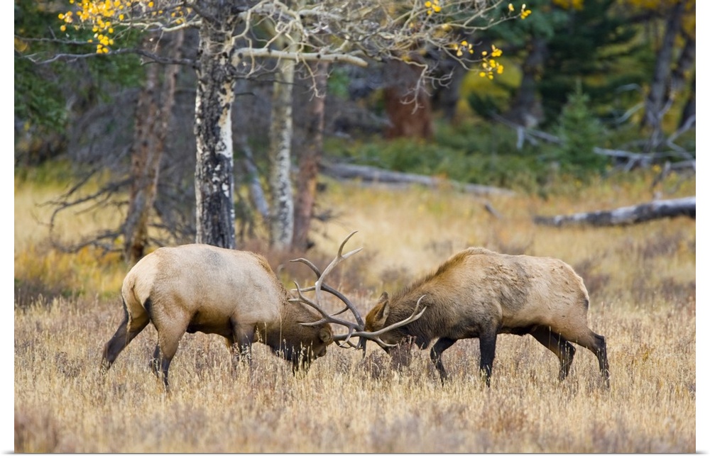USA, Colorado, Rocky Mountain National Park, Moraine Valley. Bull elks sparring for dominance in mating season.