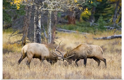 Colorado, Bull elks sparring for dominance in mating season