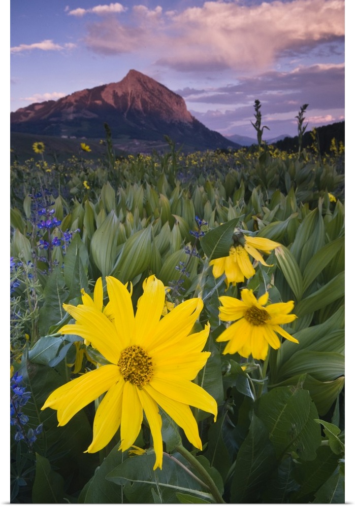 USA, Colorado, Crested Butte. Sunflowers and other wildflowers in front of Mt. Crested Butte.