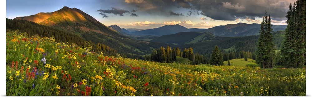 Colorado, crested butte, wildflowers.