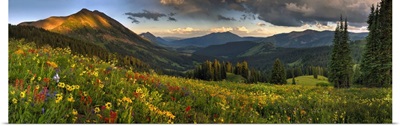 Colorado, Crested Butte, Wildflowers