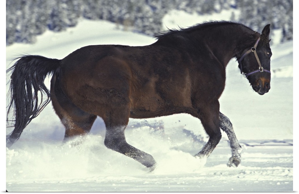 USA, Colorado, Divide. A gelding quarterhorse romps in freshly fallen snow.
