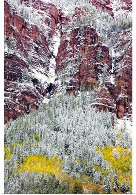 Colorado, First Snow over the Red Cliffs and Aspens of Redstone Colorado