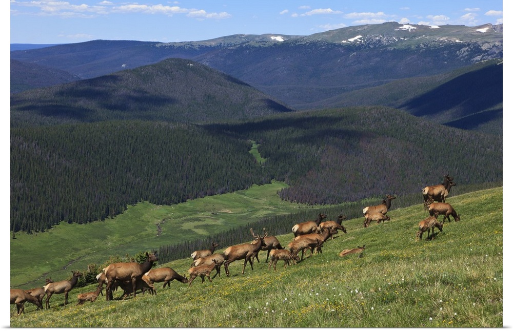 USA, Colorado, Rocky Mountain National Park, a herd of  Elk (Cervus elaphus canadensis) in the high country.