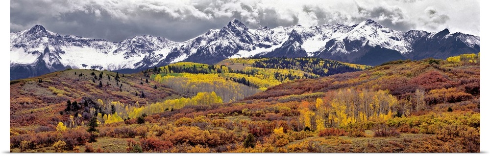 USA, Colorado, San Juan Mountains. Autumn turns aspen leaves orange and gold at Dallas Divide in the San Juan Mountains in...