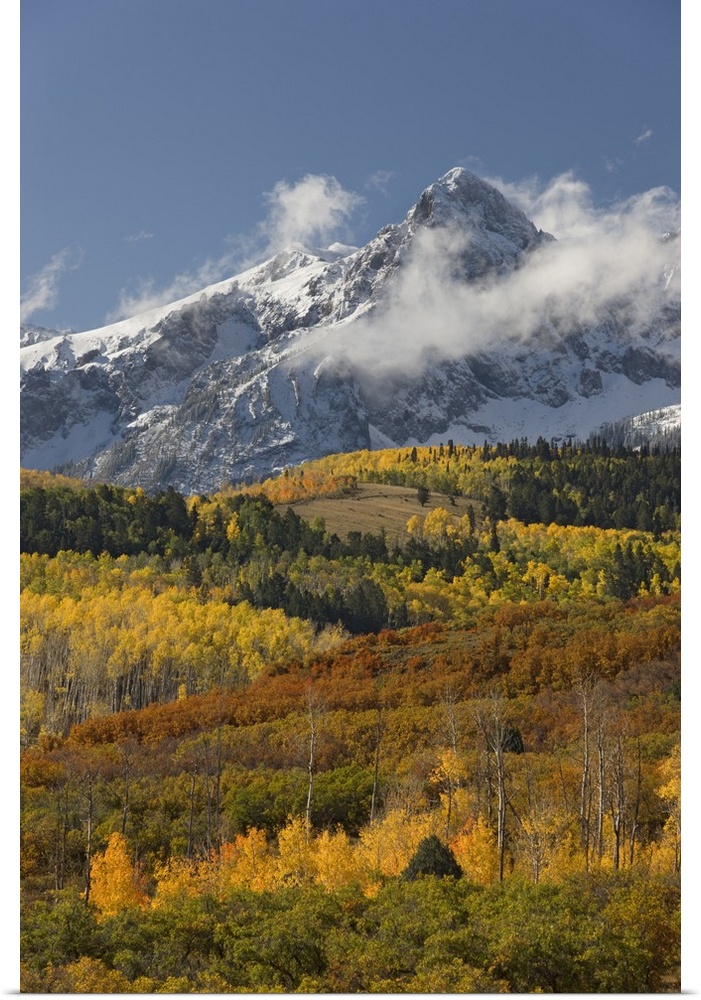 USA, Colorado, San Juan Mountains, Uncompahgre National Forest. Autumn-colored forest and a snowy mountain in the Sneffels...