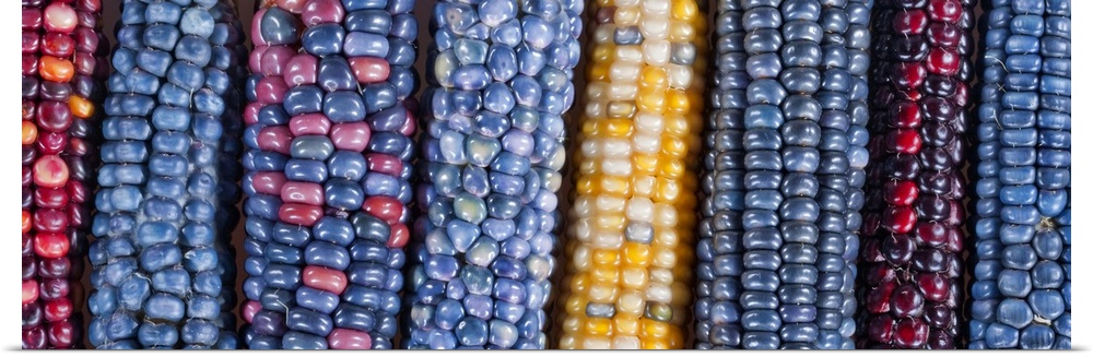 Ears of Native American corn (Zea mays) including Hopi Blue, Vadito Blue, Escondido Blue, Painted Mountain and other varie...