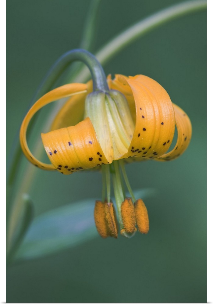 Washington, Olympic National Park, Columbia Lily (Lilium columbianum).