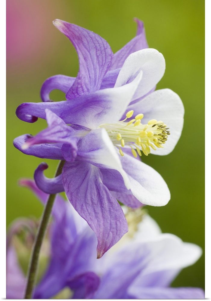Columbine flower close-up in garden.