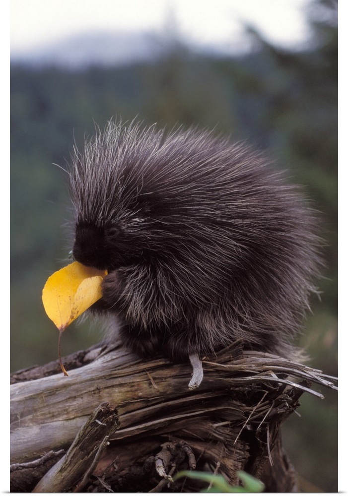 Common porcupine (Erethizon dorsatum) eating a cottonwood tree leaf in the foothills of the Takshanuk mountains, northern ...