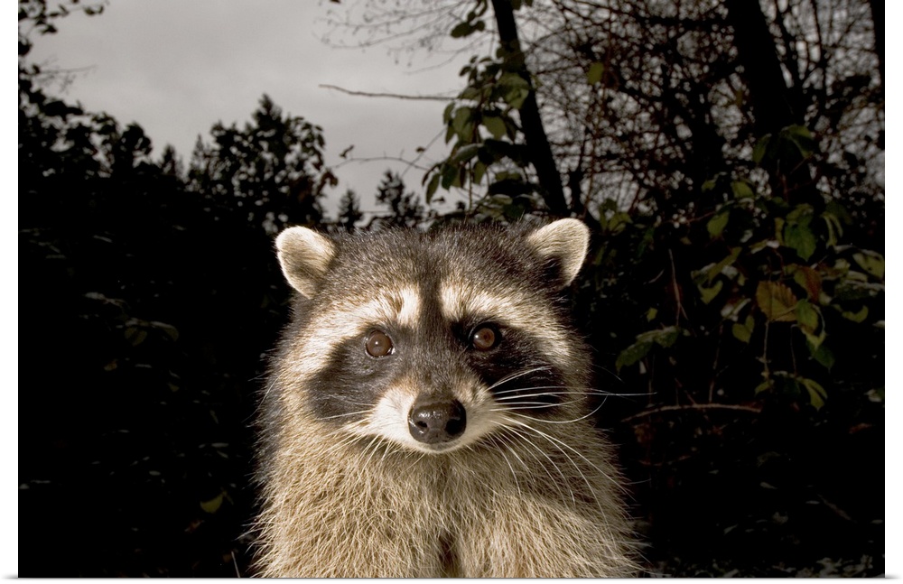Common raccoon, Procyon lotor, Stanley Park, British Columbia