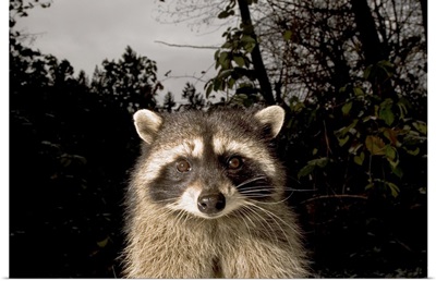 Common raccoon, Stanley Park, British Columbia, Canada