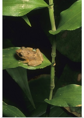 Coqui frog on leaf, El Yunque Forest, Puerto Rico
