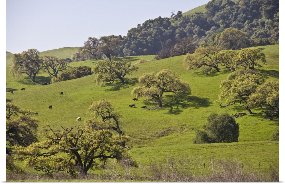 Cows graze beneath a grove of California Valley Oak (Quercus lobata) trees.