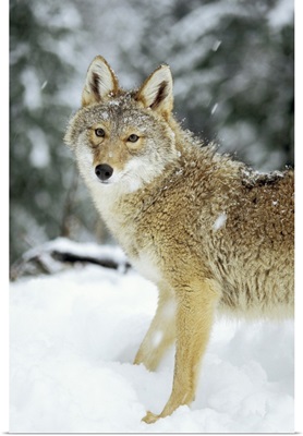 Coyote in the snow in the foothills of the Takshanuk mountains, Alaska