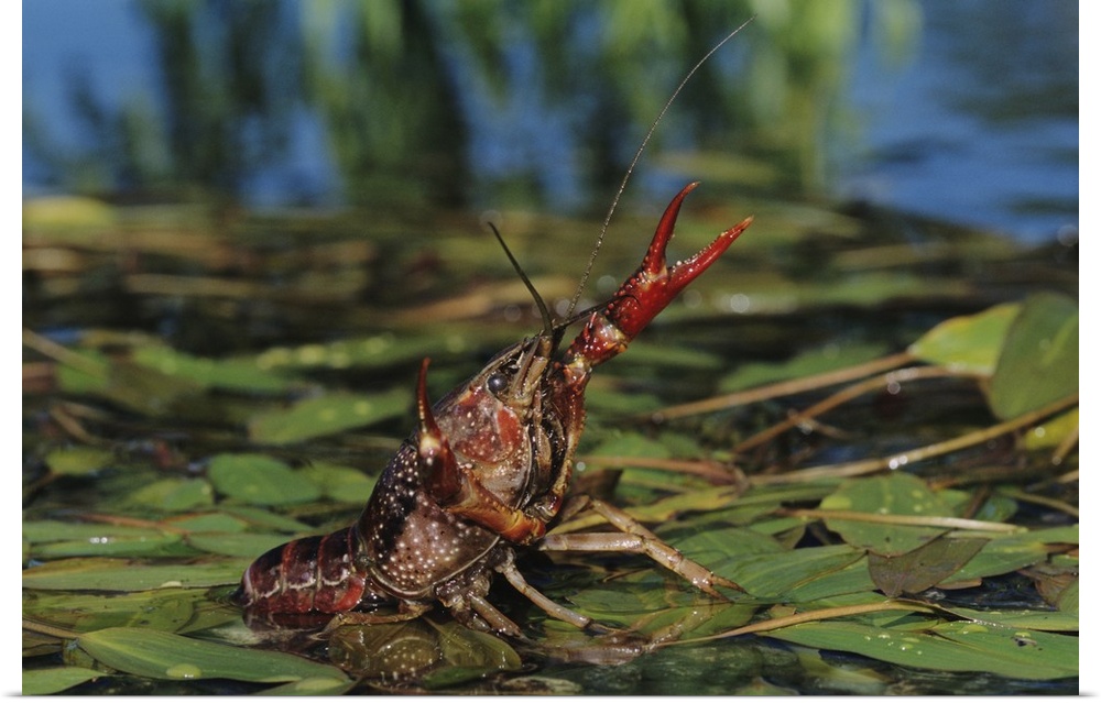 Crayfish, Crawfish,  Astacidae, adult in defensive pose, Sinton, Coastel Bend, Texas, USA, April 2005
