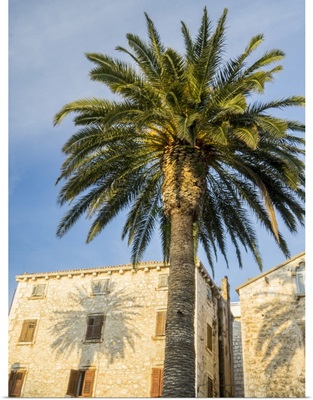Croatia, Hvar, Palm Trees And Shadow Along The Promenade
