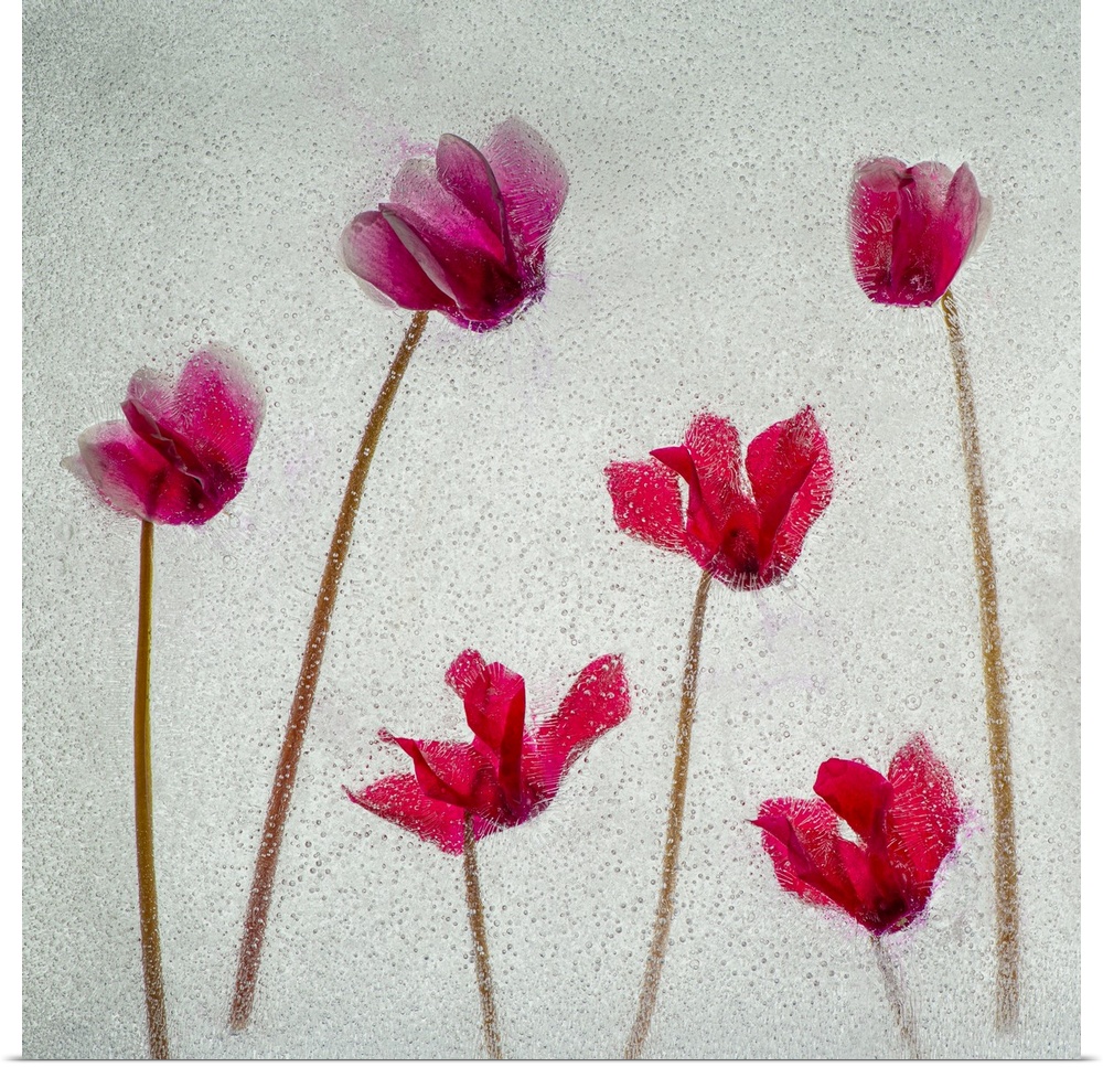 Cyclamen flowers in ice. Nature, Flora.