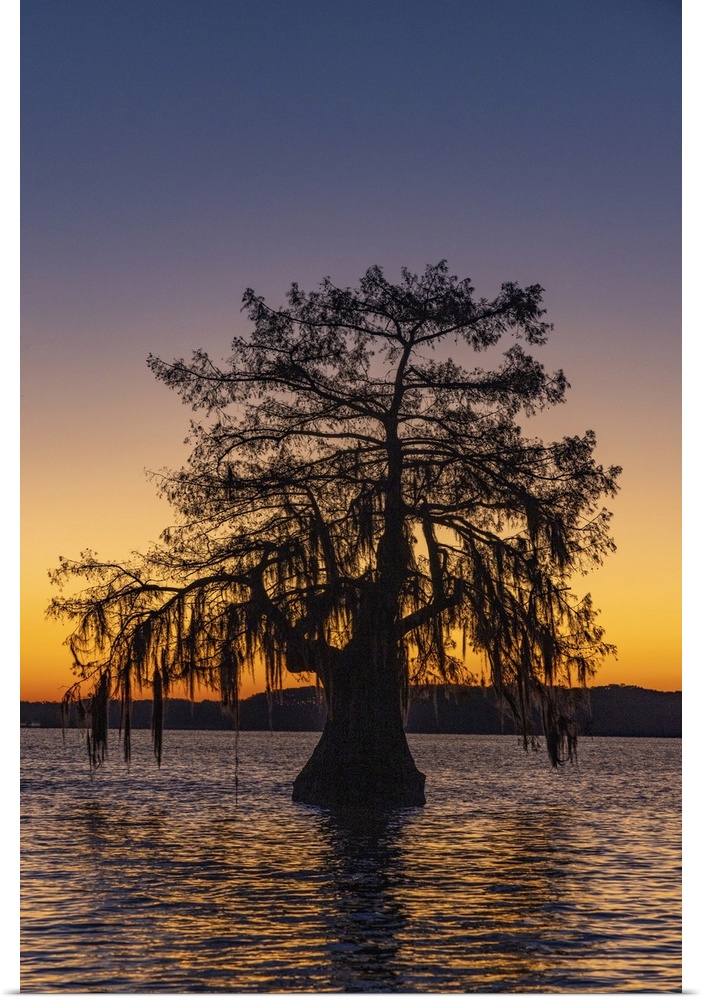 Cypress trees silhouetted at sunrise in autumn at Lake Dauterive near Loreauville, Louisiana, USA.