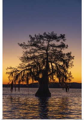 Cypress Trees At Sunrise In Autumn At Lake Dauterive Near Loreauville, Louisiana, USA