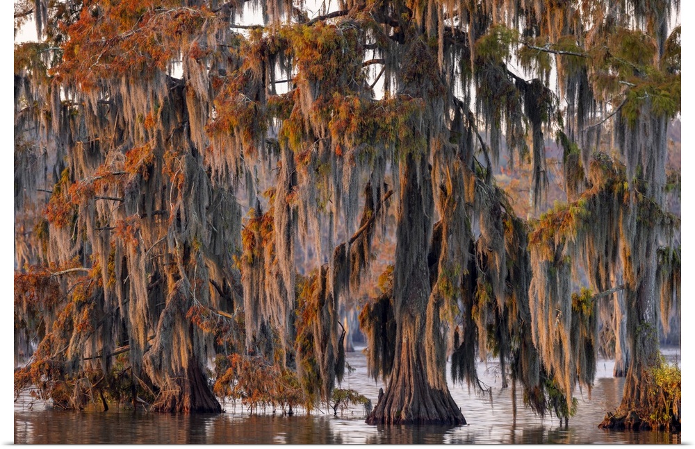 Cypress trees in autumn at Lake Martin near Lafayette, Louisiana, USA.