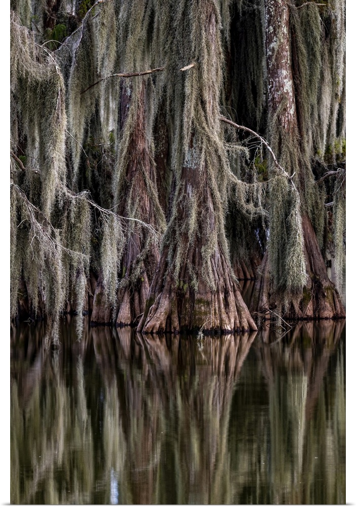 Cypress trees reflect at Lake Martin near Lafayette, Louisiana, USA.