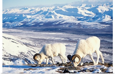 Dall sheep pair foraging on a snow-covered hillside in Denali National Park, Alaska